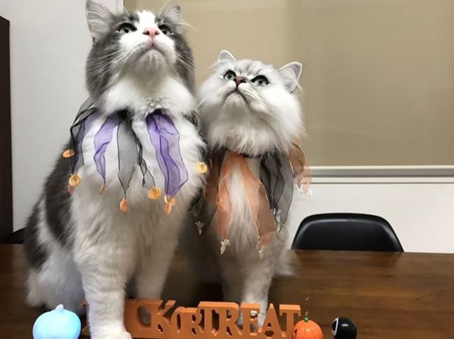 猫のハロウィン仮装グッズ