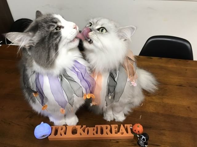猫のハロウィン仮装グッズ
