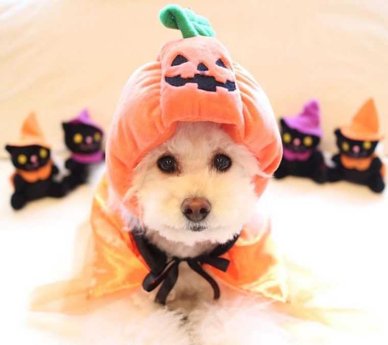 犬のハロウィン仮装グッズ