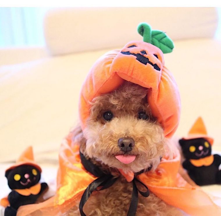 犬のハロウィン仮装グッズ
