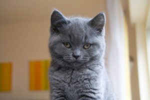 シャルトリュー
