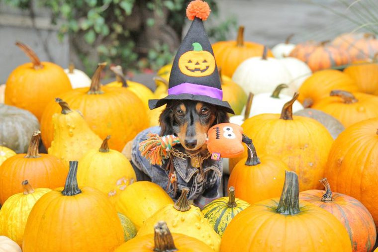 リゾナーレ八ヶ岳のハロウィンイベントで撮影する犬