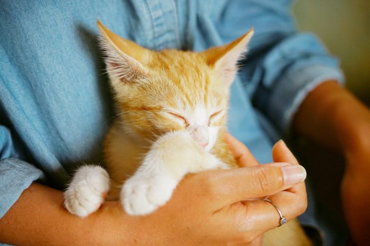 人に抱かれる猫