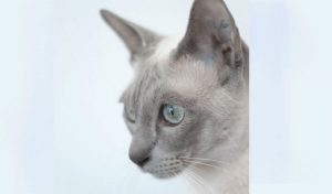 20171010_tonkinese_02