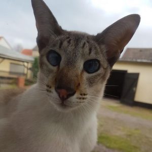 ピーターボールド