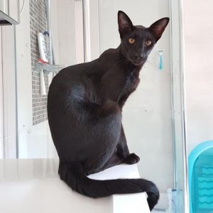 ピーターボールド