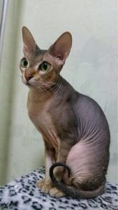 20171124_russiancat_3