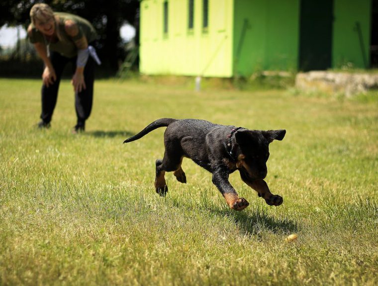 子犬のトレーニング