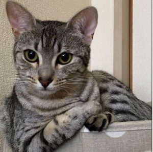 シルバーのエジプシャンマウの画像