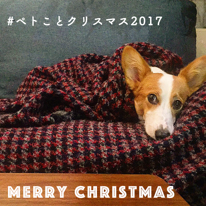 ペトことクリスマスフォトコンテスト
