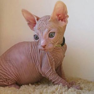 ピンクの毛色のドンスコイ