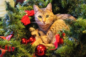 猫とクリスマスツリー