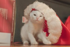 猫とクリスマス