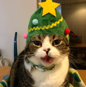 猫とクリスマス