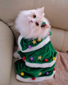 猫とクリスマス