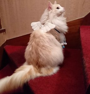 猫とクリスマス