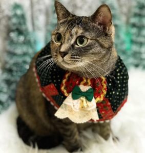 猫とクリスマス