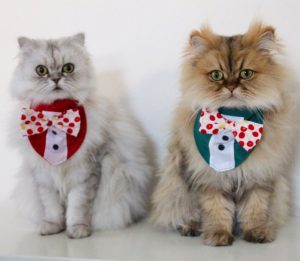 猫とクリスマス
