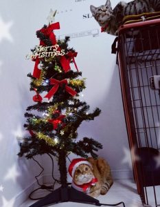 猫とクリスマス