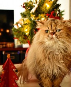 猫とクリスマス