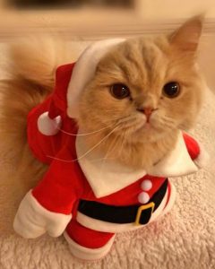猫とクリスマス