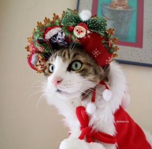 猫とクリスマス