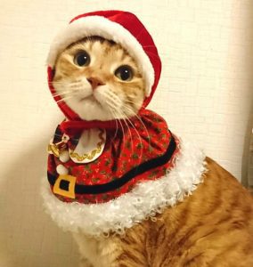 猫とクリスマス