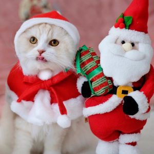 猫とクリスマス