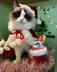 猫とクリスマス