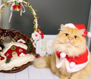 猫とクリスマス
