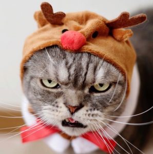 猫とクリスマス