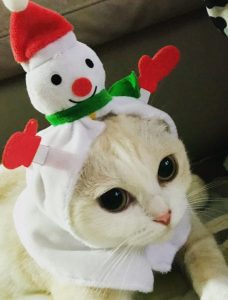 猫とクリスマス