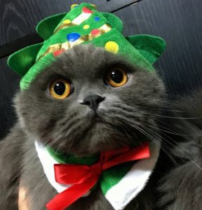 猫とクリスマス
