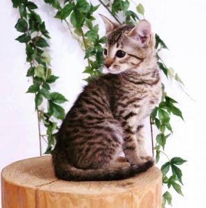サバンナキャット