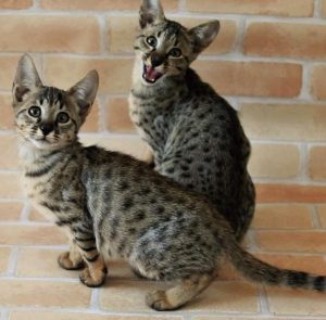 サバンナキャット
