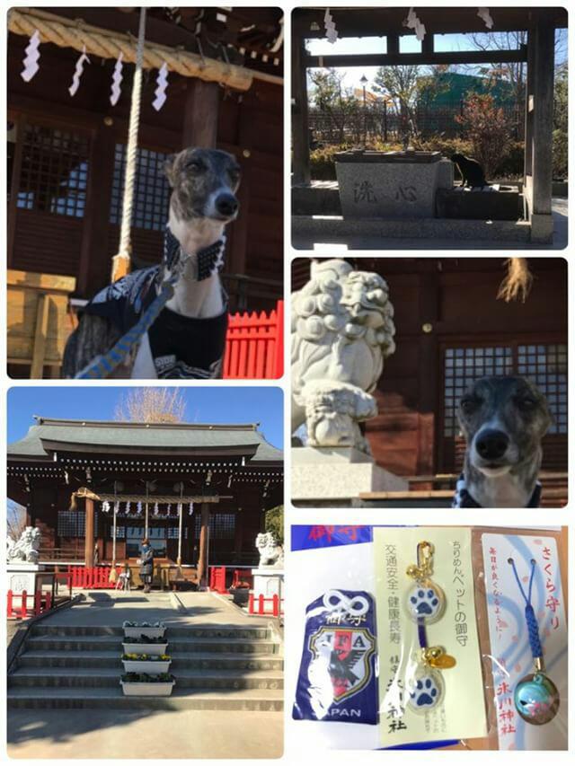 ペットと参拝できる神社の朝日氷川神社