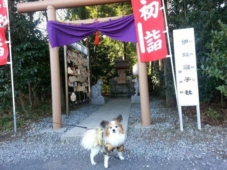 ペットと参拝できる神社の座間神社