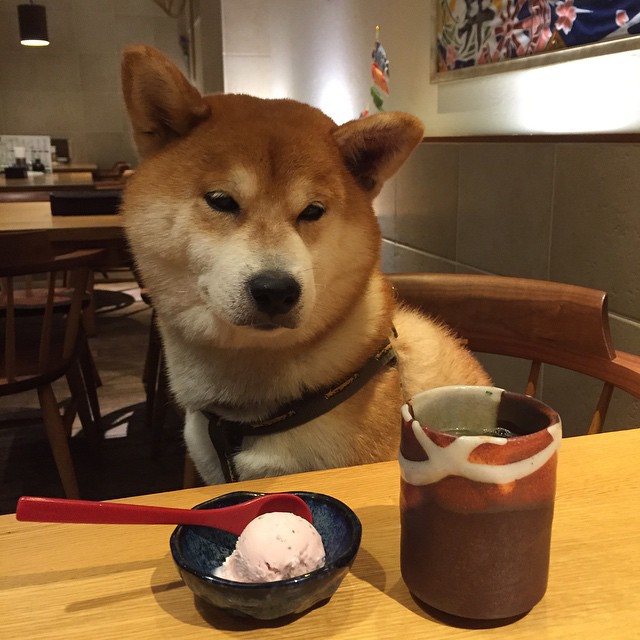 駒沢公園周辺にあるドッグカフェの花ふわり