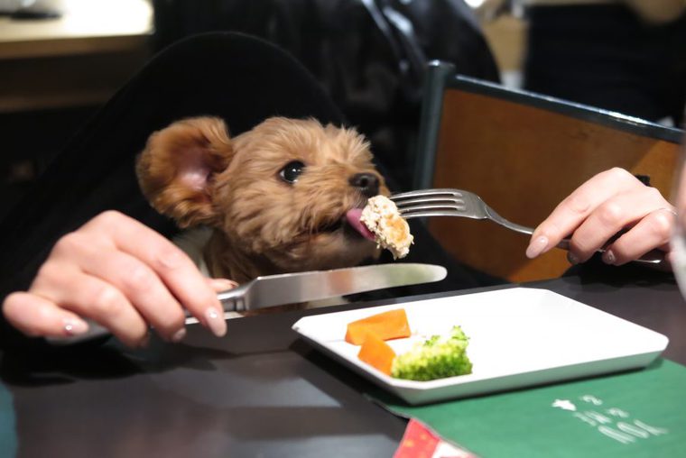 イベントレポート 愛犬と楽しむクリスマスパーティー初開催 当日の様子を写真で紹介 ペトコト イベントレポート 愛犬と楽しむクリスマスパーティー初開催 当日の様子を写真で紹介 ペトコト