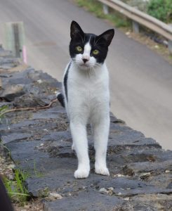 ブラック&ホワイトの猫