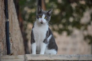 ブルー&ホワイトの猫