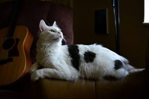 ブラック&ホワイトの猫