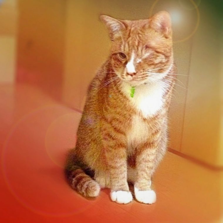 小型の猫ってどんな種類がいるの? マンチカンなど大きくなりにくい猫を紹介