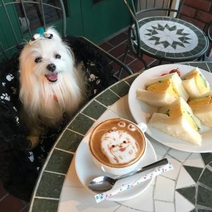 ワンちゃんの絵が描かれた可愛いコーヒー