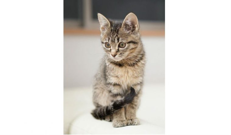 猫の座り方で気持ちが分かる? 香箱やしっぽ巻き、病気の可能性がある座り方まで紹介 | ペトこと
