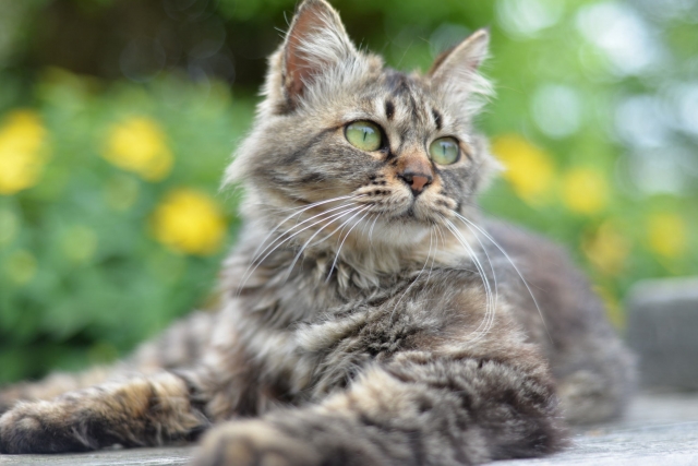 キジトラ(キジ猫)