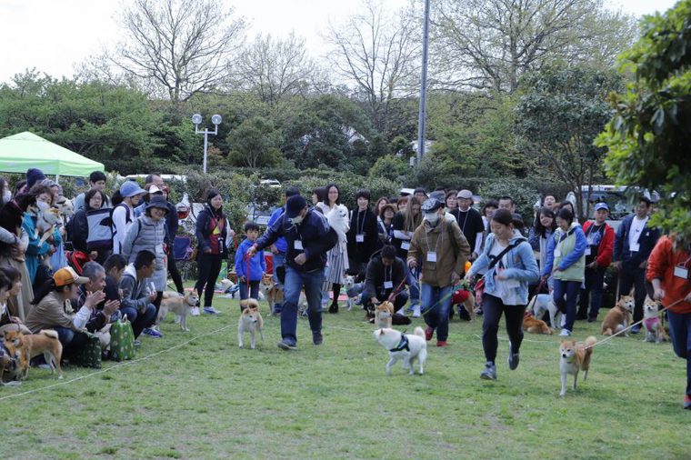 日本犬祭の様子