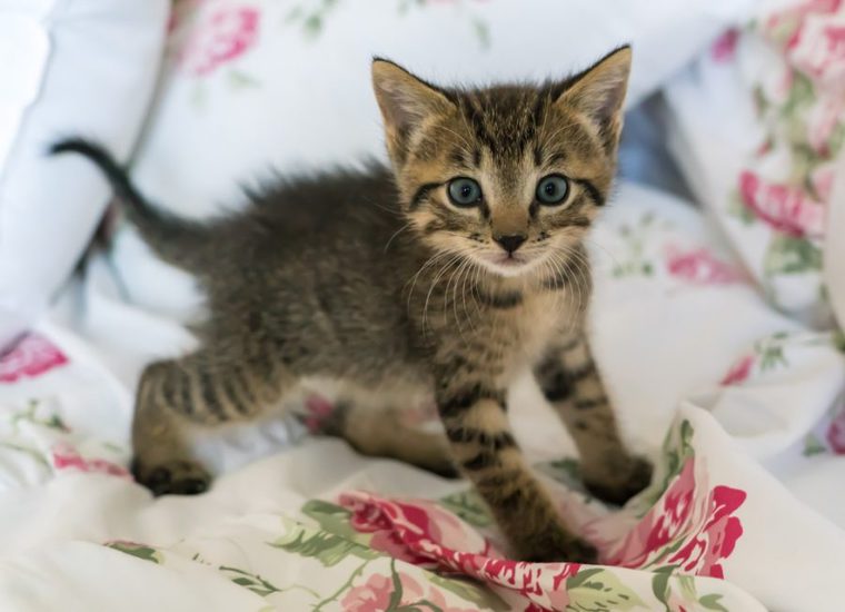 animal-cute-pet-fur-portrait-young-577470-pxhere.com