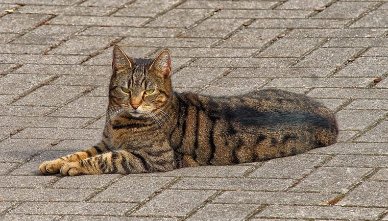 猫