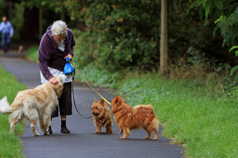 犬を触る散歩中の女性